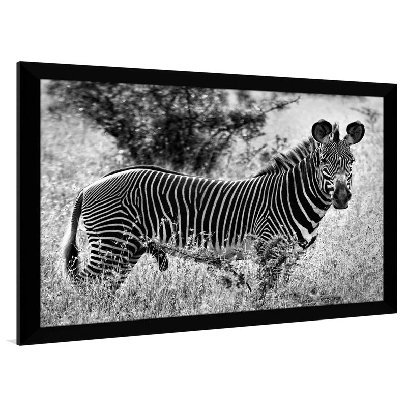 «Zebra Lookout», reproduction de photo, H 33,5 po x l 49,5 po x P 1 po, Cadre noir