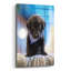 «Black Lab Pup 12» par Jonathan Ross-1876344195