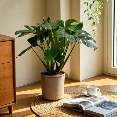 27" Tall Live Monstera Deliciosa Houseplant in 10" Faux Stone Planter
