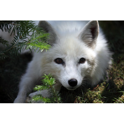 Arctic Fox On Canvas by Megan Lorenz Photograph