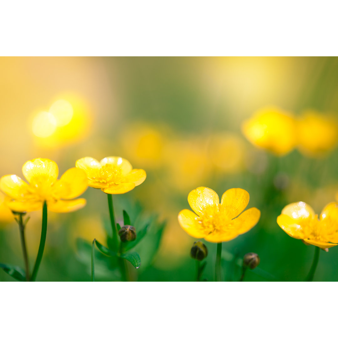 Frühling Blumen von Jasmina007 - Ohne Rahmen auf Leinwand