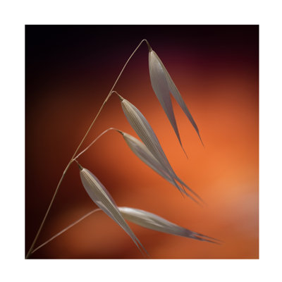 Art sur toile «ologicologic »parologia bolognaise, thématique