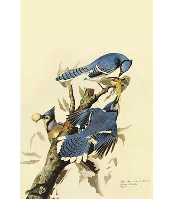 " Blue Jay "
