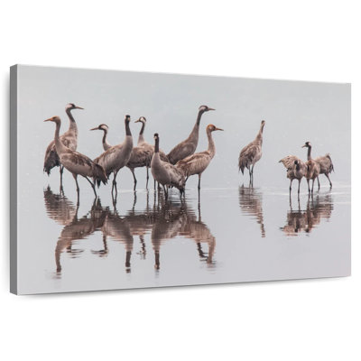 Volaille Brampt Sandhill Crane