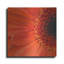 «Orange Gerbera Close Up» par Tom Quartermaine-2089366394