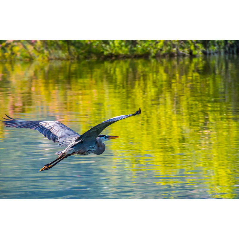 Great Blue Heron by Cheri Alguire - Wrapped Canvas Print, 30cm H x 46cm W