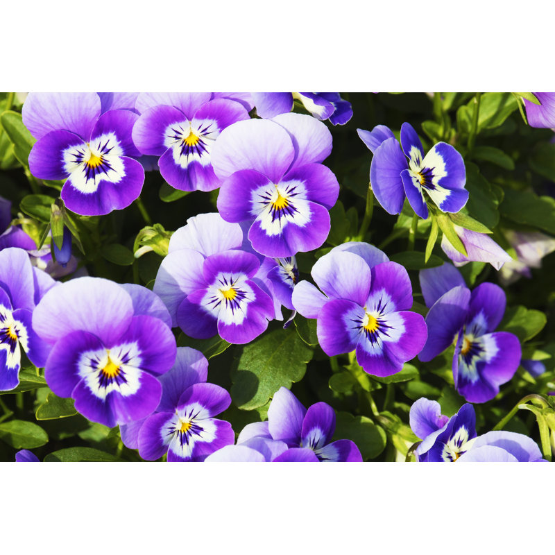 Purple Pansy Flowerbed - Wrapped Canvas Print, 51cm H x 76cm W x 3.8cm D