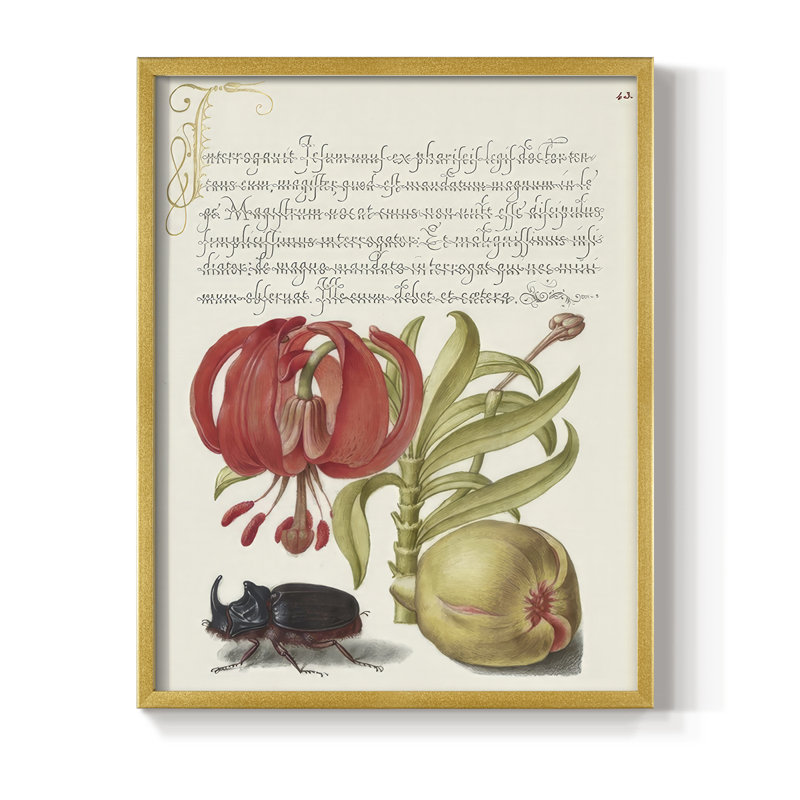 Reproduction encadrée Hoefnagel de spéculations tropicales - bois massif, H 21 po x l 17 po, Doré