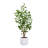 TREE EUCALPTUS POT 4FT
