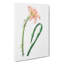 Pink Fairy Lily - Wrapped Canvas Painting-55324823