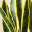 Plante de serpent artificielle Adcock 4FT - plante artificielle résistante aux rayons UV avec jardinière conique et plantes décoratives-2070615098