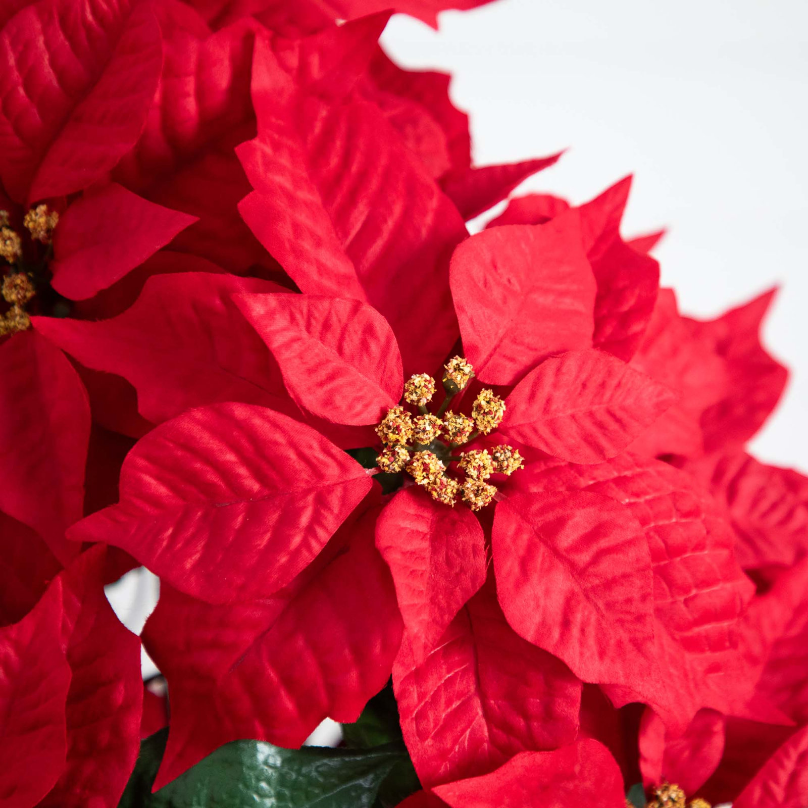 Poinsettia Floral Arrangement