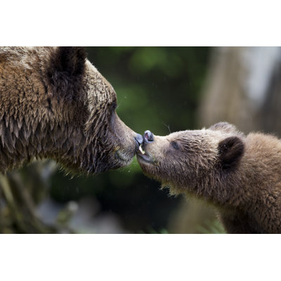 Grizzly Kiss - Wrapped Canvas Print