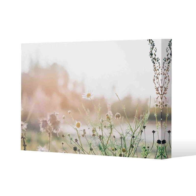 Wild Daisies by Andrew Lee - Wrapped Canvas Print, 41cm H x 61cm W x 4cm D