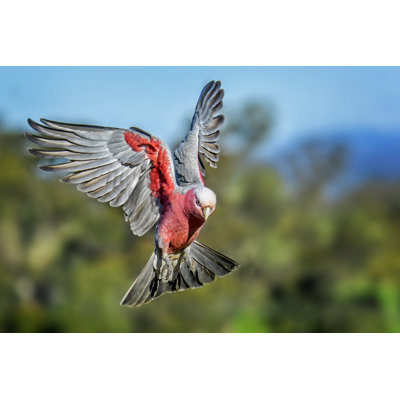 Galah in Flight by Tracielouise