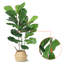 99cm Plant