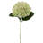 Delicate 18-inch Light Green Hydrangea Stem - Stunning 7-inch Diameter