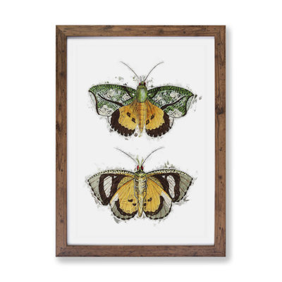 Hypermnestra Moth by George Shaw - Framed Print
