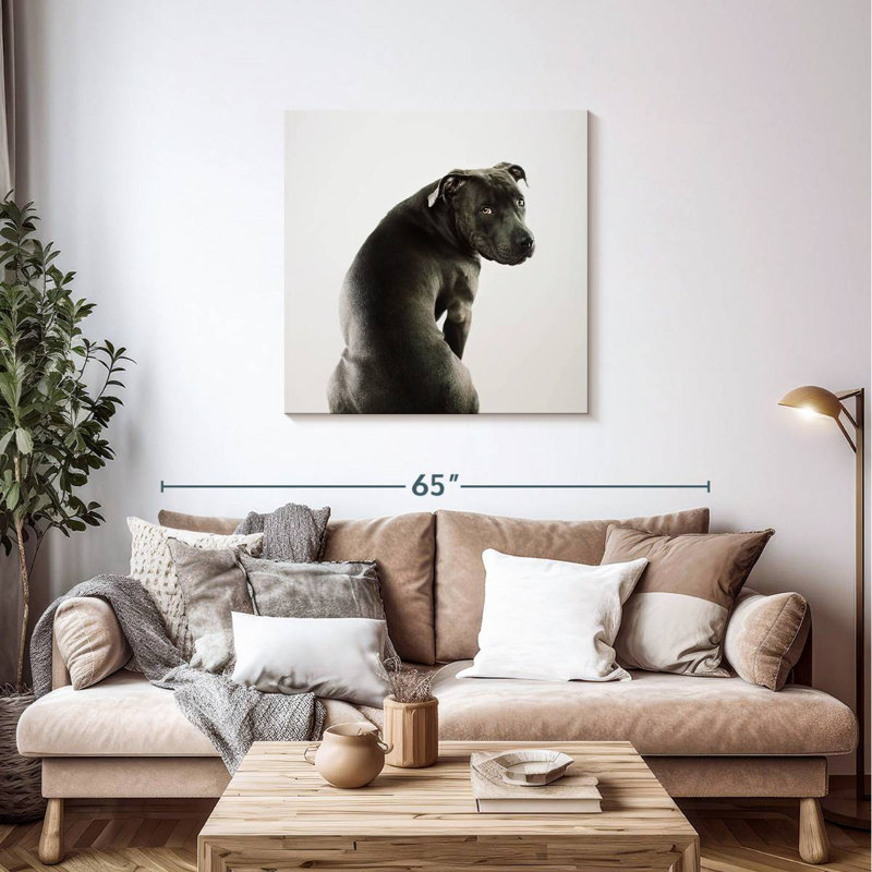 Crowle Shy Pit Bull, 36" H x 36" W