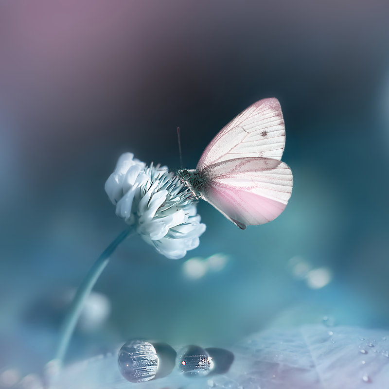 Photographie d'un papillon rose délicat sur toile, H 12 po x l 12 po