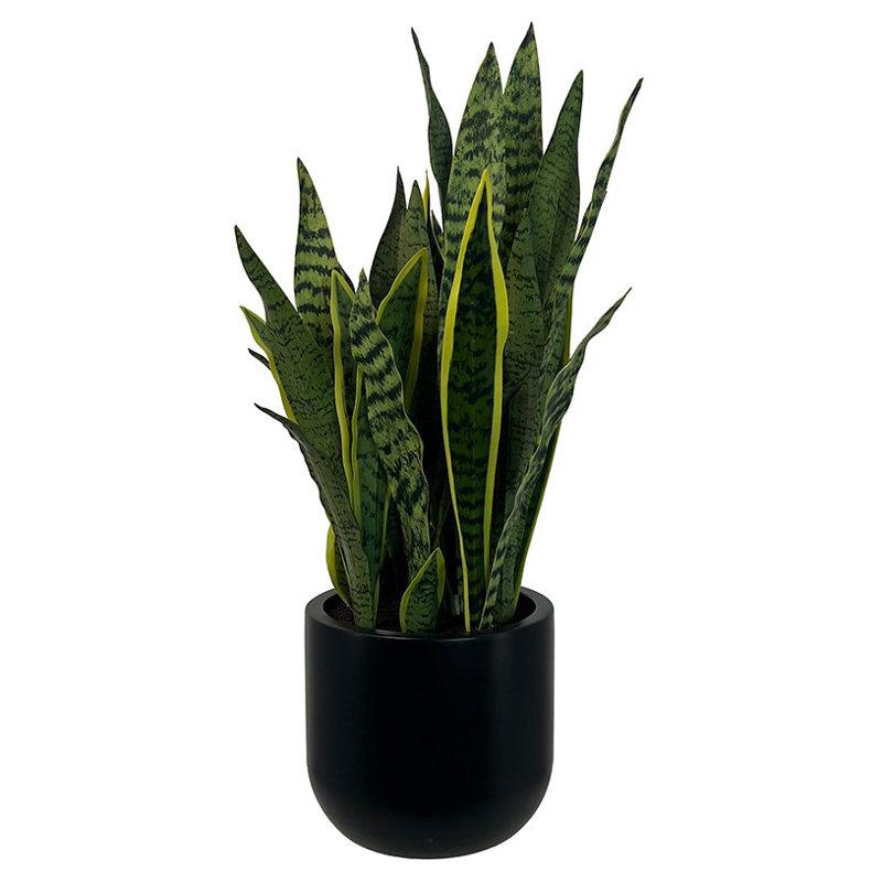 30" Snake Plant