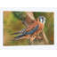 «American Kestrel», impression sur toile-33109032-72410217-72410225