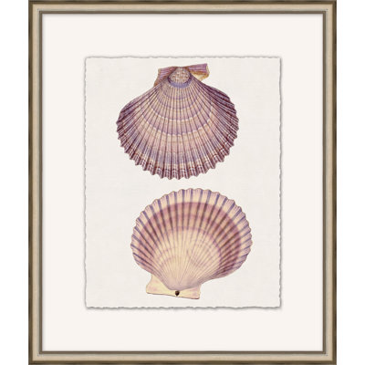 Mauve Shell Study 4 - Peinture encadrée sur papier