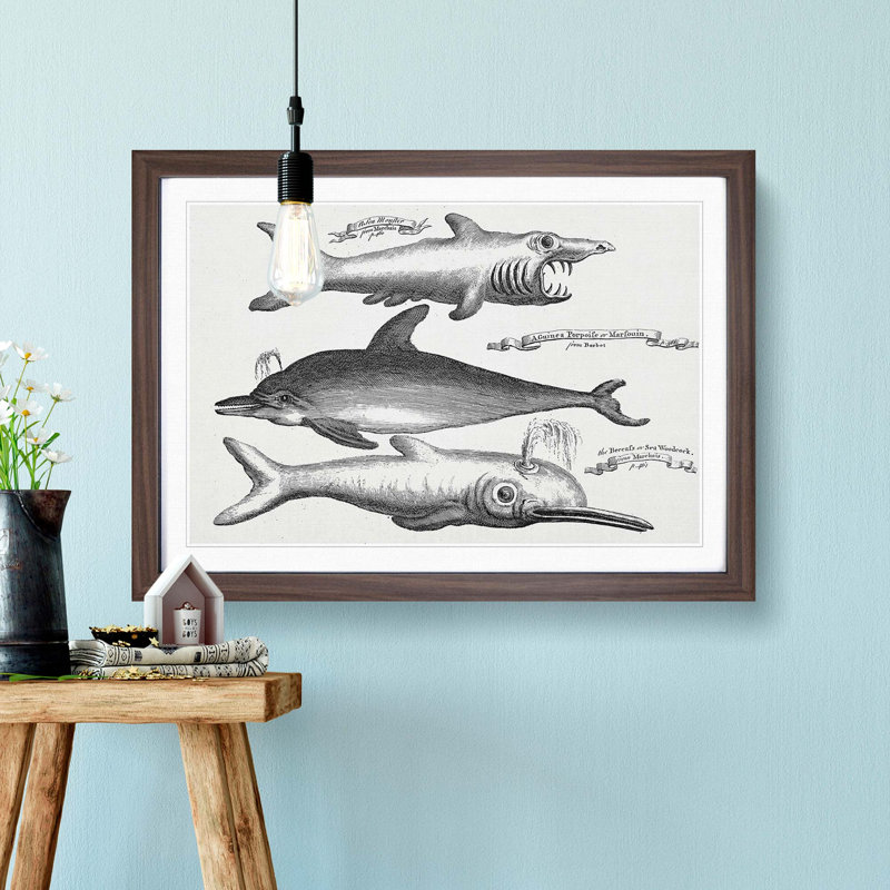 Shark and Dolphins by Thomas Astley - Picture Frame Drawing Print, 36cm H x 48cm W x 2cm D, Walnut Framed