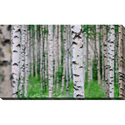 " Birch Wood, Finland "