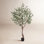 Adcock 84" Olive Tree in Pot