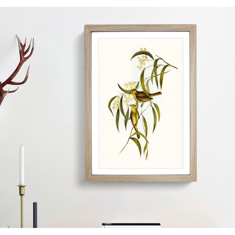 White-Blumed Honeyeater by Elizabeth Gould - Framed Print, 65cm H x 48cm W x 2cm D, Oak Framed