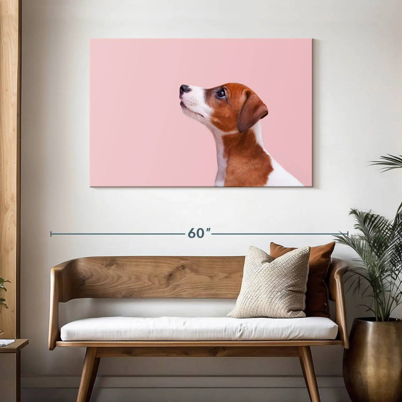 Jack Russel Brampt, H 30 po x l 45 po