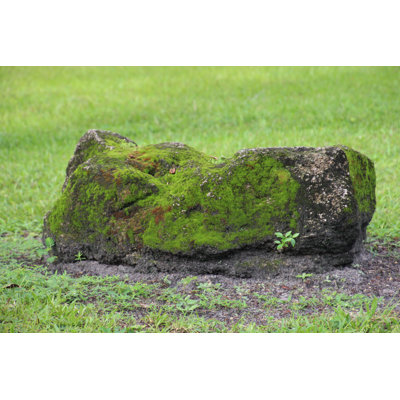 " Moss Covered Rock "