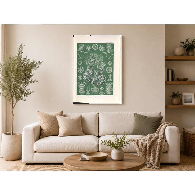 Thuroidea (planche 54, art de la scène, 1904) - art mural sur toile, 30" W x 20" H