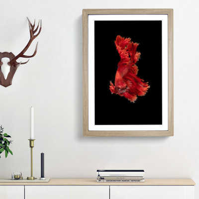 Red Siamese Fighting Fish - Picture Frame Graphic Art Print