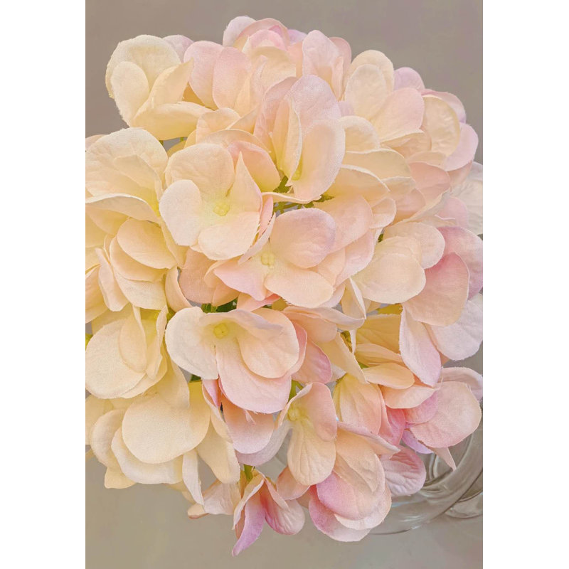 HYDRANGEA SANS FEUILLES, Rose