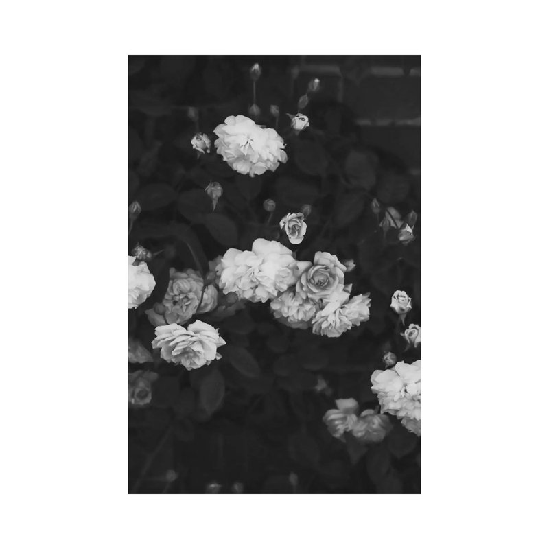 Black And White Roses - Print on Canvas, Wrapped Canvas, 66.04cm H x 45.72cm W x 3.81cm D