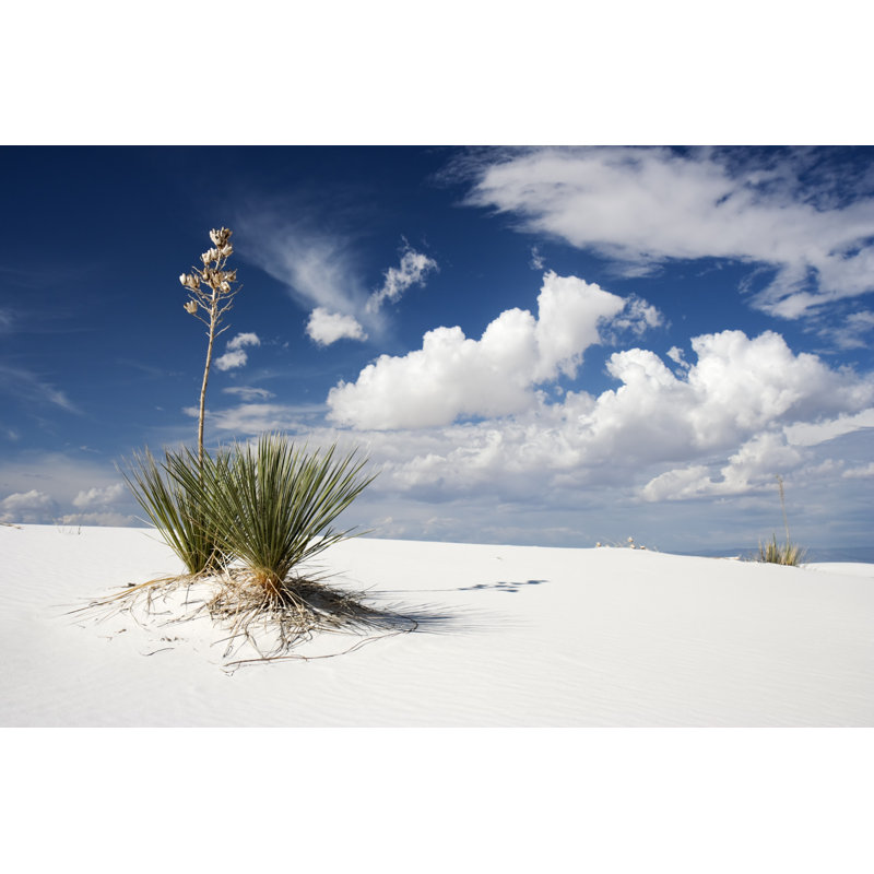 New Mexico by Sara_Winter, 20" H x 30" W