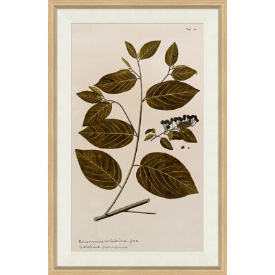 17th Century Leaf Studies I Painting by Soicher Marin Archives