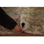 Tapis rose délavé traditionnel 8 x 12