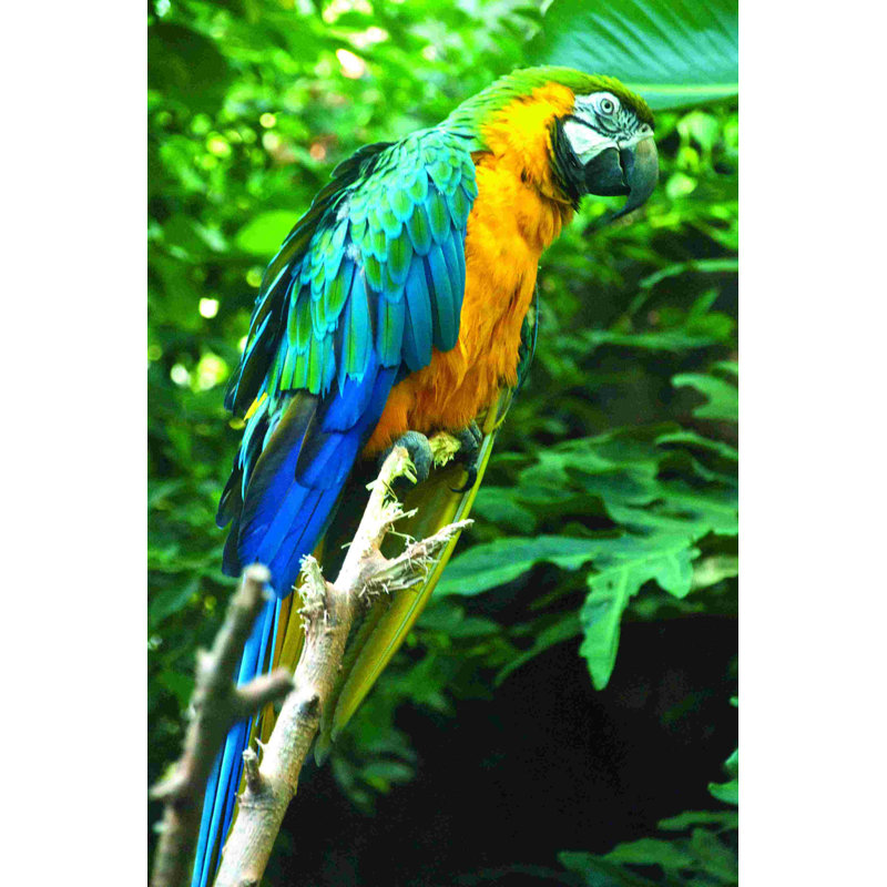 Oiseau tropical, H 18 po x l 12 po
