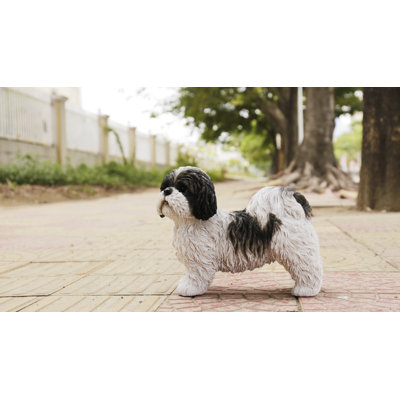 Shih Tzu debout