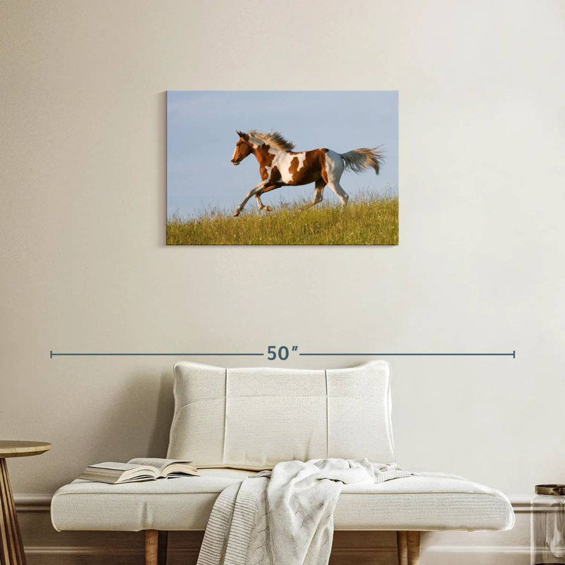 Brampt Free Appaloosa Horse