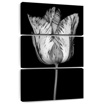 Harnek Monochrome Parrot Tulip