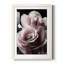 Rose noire II - photographie-1227621814-1227621809