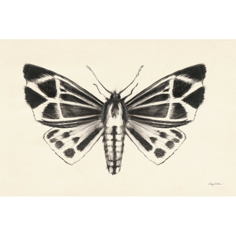 Moth III - peinture sur toile tendue, H 32 po x l 48 po