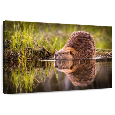 Brampt Beaver