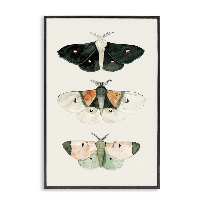 Trio de papillons de nuit assortis, estampe numérique par Petal Prints Design, Giclée encadrée noir minuit, H 30 po x l 20 po