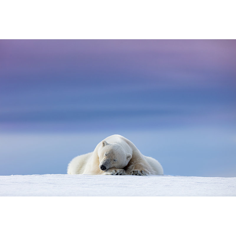 Polar Bear Sleeping At Sunset by Dennis Stogsdill - Wrapped Canvas Print, 30.48cm x 45.72cm