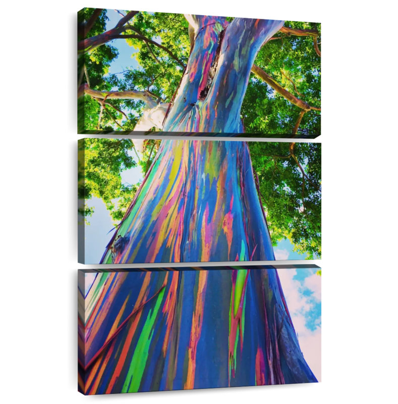 Harnek Oahu Rainbow Eucalyptus Tree, 32" H x 20" W